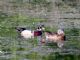 Wood Duck (Aix sponsa) Pair