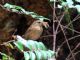 Winter Wren (Troglodytes troglodytes) 