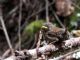 Winter Wren (Troglodytes troglodytes) Juvenile