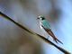 Violet-green Swallow (Tachycineta thalassina) 