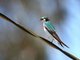 Violet-green Swallow (Tachycineta thalassina)