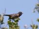 Spotted Towhee (Pipilo erythrophthalmus) 