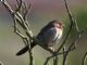 California Towhee (Pipilo crissalis) 