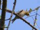 American Goldfinch (Carduelis tristis) Male Nonbreeding