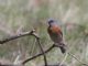 Western Bluebird (Sialia mexicana) Male