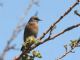 Western Bluebird (Sialia mexicana) Female