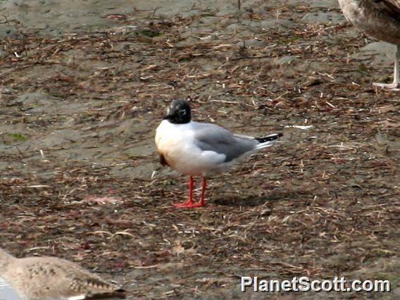 Bonaparte's Gull (Chroicocephalus philadelphia)