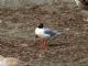 Bonapartes Gull (Larus philadelphia) 