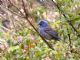 Blue Grosbeak (Guiraca caerulea) Male - Glen Park