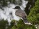 Eastern Kingbird (Tyrannus tyrannus) 