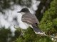 Eastern Kingbird (Tyrannus tyrannus)