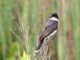 Eastern Kingbird (Tyrannus tyrannus) 