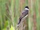 Eastern Kingbird (Tyrannus tyrannus)