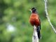 American Robin (Turdus migratorius) 