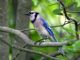 Blue Jay (Cyanocitta cristata) 