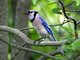 Blue Jay (Cyanocitta cristata)