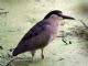 Black-crowned Night-Heron (Nycticorax nycticorax) 