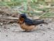 Barn Swallow (Hirundo rustica) 