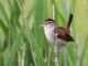 Marsh Wren (Cistothorus palustris) 