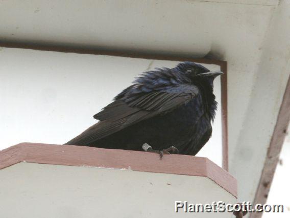 Purple Martin (Progne subis)