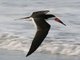 Black Skimmer (Rynchops niger)