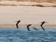 Black Skimmer (Rynchops niger)