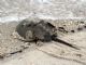 Horseshoe Crab (Limulus polyphemus) 