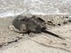Horseshoe Crab (Limulus polyphemus)