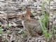 eastern cottontail (Sylvilagus floridanus) 