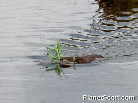 Common American Muskrat (Ondatra zibethicus)