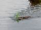 Common American Muskrat (Ondatra zibethicus) 