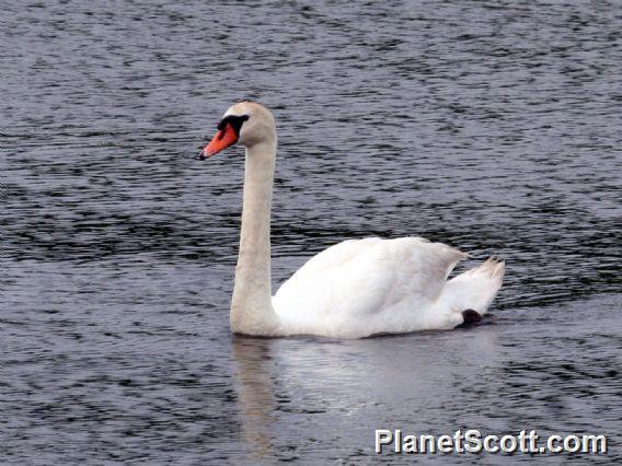 Mute Swan (Cygnus olor)