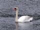 Mute Swan (Cygnus olor) 