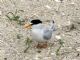 Least Tern (Sterna antillarum) 