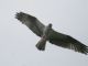 Osprey (Pandion haliaetus) 