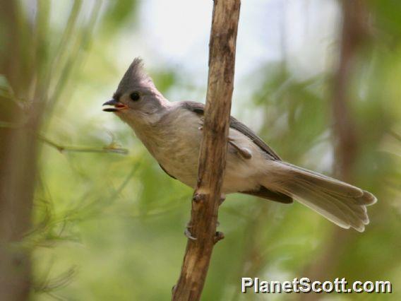 Tufted Titmouse (Baeolophus bicolor)