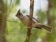 Tufted Titmouse (Parus bicolor) 