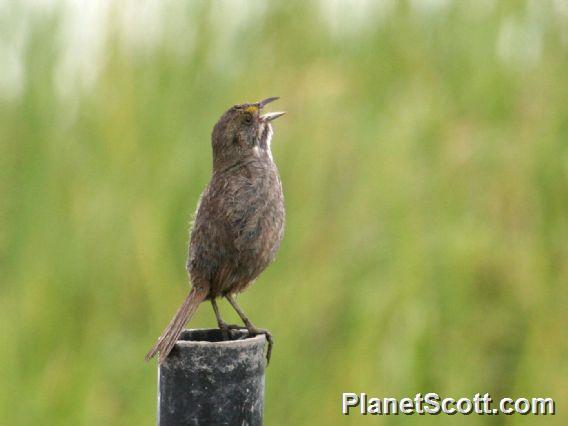 Seaside Sparrow (Ammospiza maritima)