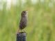 Seaside Sparrow (Ammodramus maritimus) 