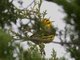 Prairie Warbler (Dendroica discolor)
