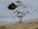 Piping Plover (Charadrius melodus) 