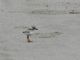 Piping Plover (Charadrius melodus) Juvenile