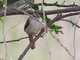 Carolina Wren (Thryothorus ludovicianus)
