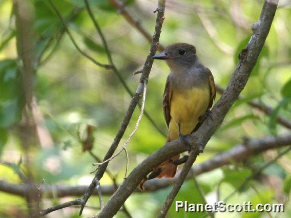 Great Crested Flycatcher (Myiarchus crinitus)