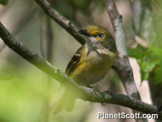 White-eyed Vireo (Vireo griseus)