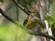 White-eyed Vireo (Vireo griseus) 