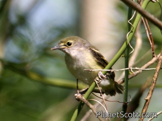 White-eyed Vireo (Vireo griseus) Juvenile