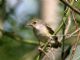 White-eyed Vireo (Vireo griseus) Juvenile