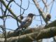 Eastern Bluebird (Sialia sialis) 