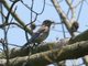 Eastern Bluebird (Sialia sialis)